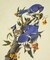 Blue Jay Poster Print by John James Audubon - Item # VARPDX198093